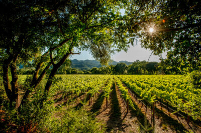Must-see Vineyards in and around Westchester County